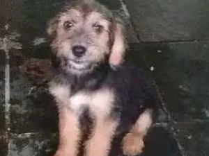 Cachorro raça SRD idade 2 a 6 meses nome Teka