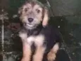 Teka
