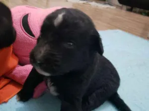 Cachorro raça Vira lata idade Abaixo de 2 meses nome Filhotinho