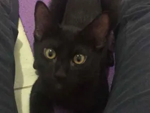 Gato raça SRD idade 2 a 6 meses nome Lorenzo