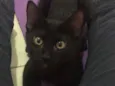 Lorenzo