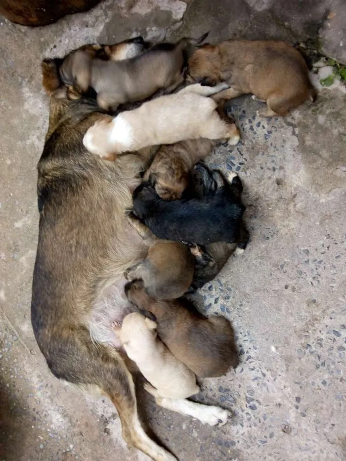 Cachorro ra a  idade Abaixo de 2 meses nome Filhotes