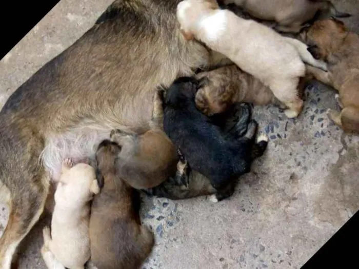 Cachorro ra a  idade Abaixo de 2 meses nome Filhotes