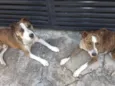 Luck e meg 