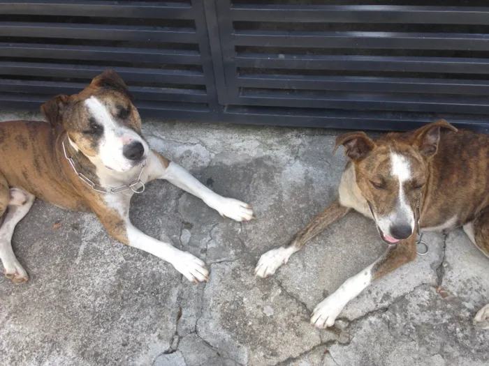 Cachorro ra a Vira lá cm pitbull  idade 5 anos nome Luck e meg 