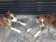 Luck e meg 