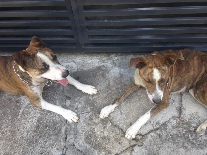 Cachorro ra a Vira lá cm pitbull  idade 5 anos nome Luck e meg 