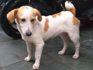 Cachorro raça SRD idade 7 a 11 meses nome Will e Mike