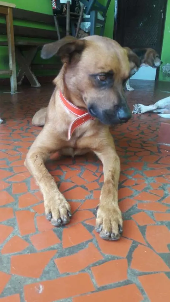 Cachorro ra a Sem raça definida idade 2 anos nome Doritos
