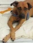 Doritos
