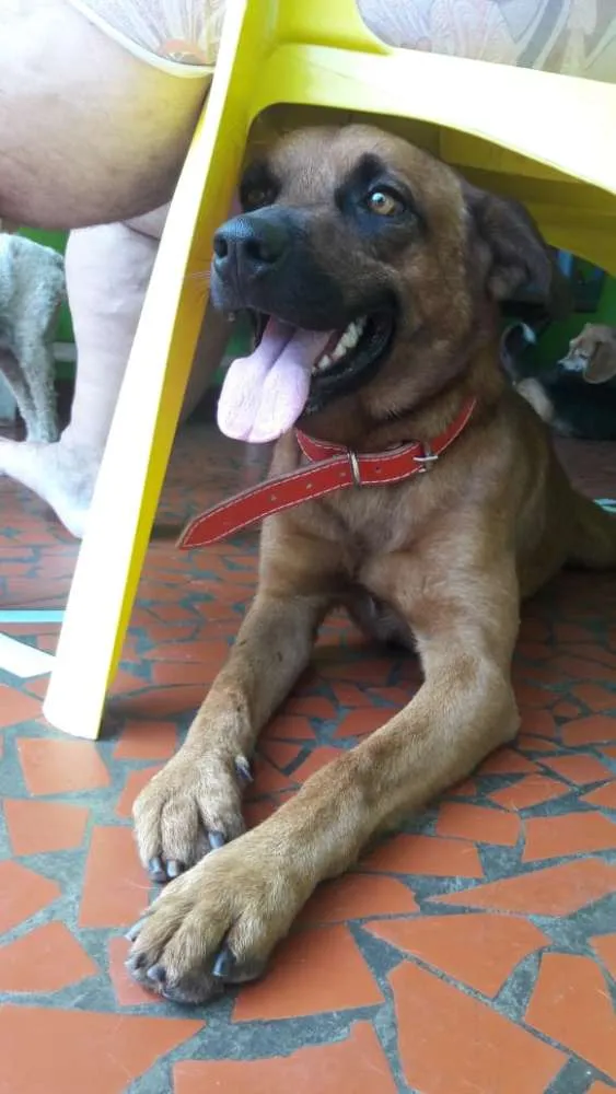 Cachorro ra a Sem raça definida idade 2 anos nome Doritos