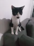 Mel