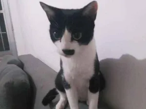 Gato raça SRD idade 1 ano nome Mel