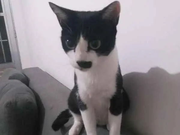 Gato ra a SRD idade 1 ano nome Mel
