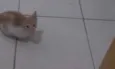 Mel