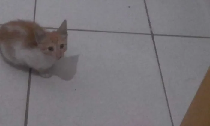 Gato ra a  idade 2 a 6 meses nome Mel