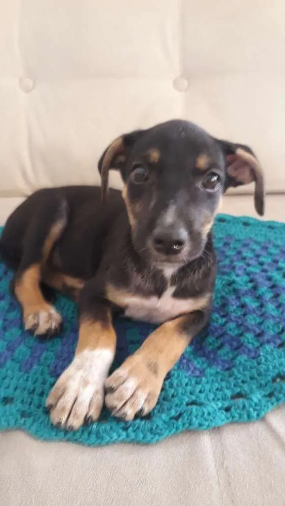 Cachorro ra a Srd idade 2 a 6 meses nome Filhote