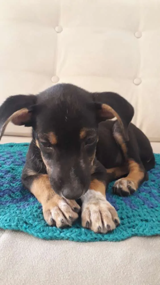 Cachorro ra a Srd idade 2 a 6 meses nome Filhote