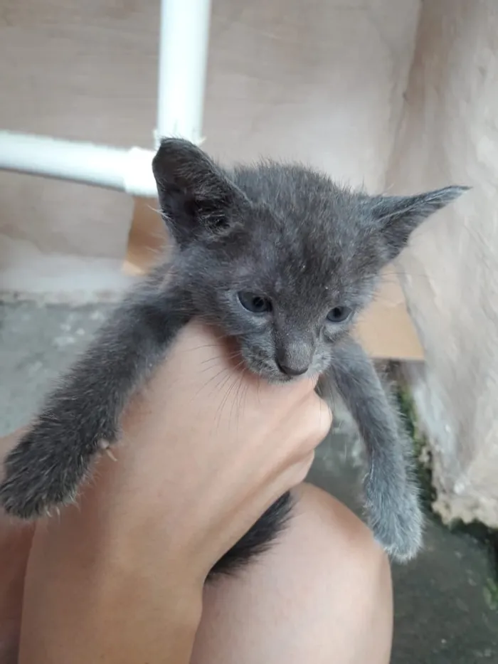 Gato ra a  idade 2 a 6 meses nome Toby