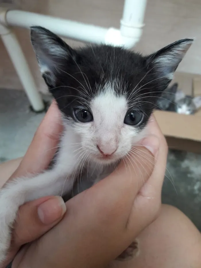 Gato ra a  idade 2 a 6 meses nome Tony