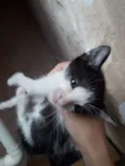 Tony
