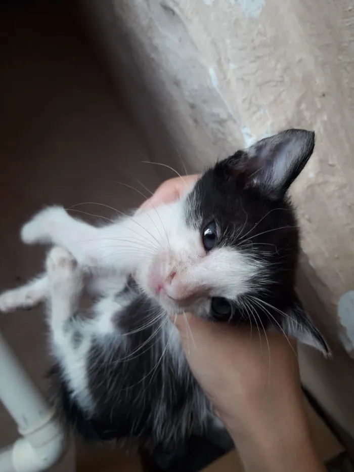 Gato ra a  idade 2 a 6 meses nome Tony