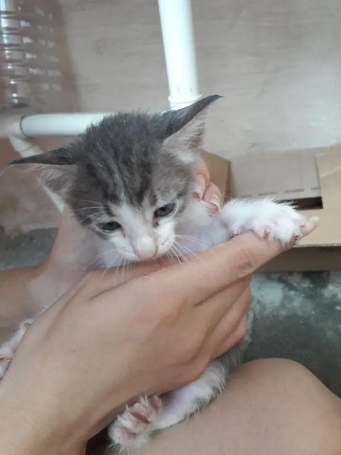 Gato ra a  idade 2 a 6 meses nome Lana