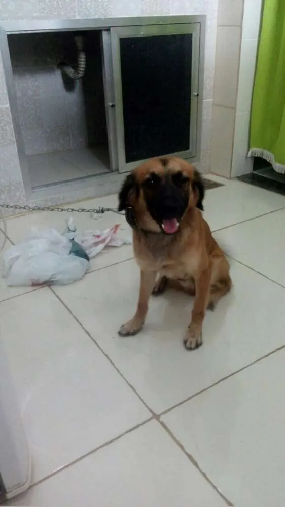 Cachorro ra a Srd idade 1 ano nome Thor