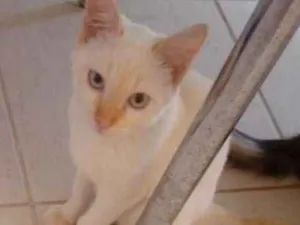 Gato raça Siamês com vira lata idade 2 a 6 meses nome Marco Gerson