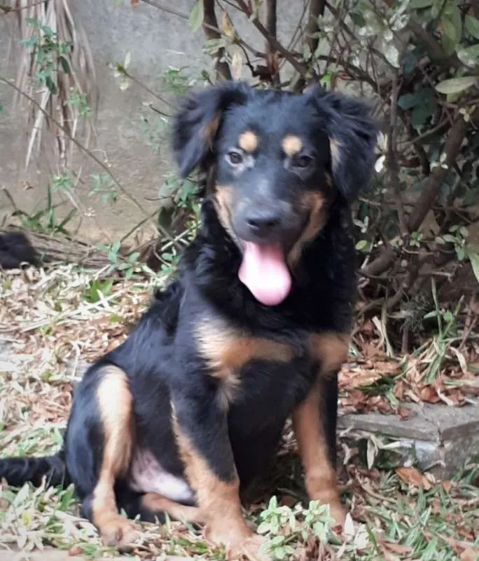 Cachorro ra a srd idade 1 ano nome Zeca