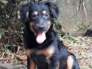 Cachorro raça srd idade 1 ano nome Zeca