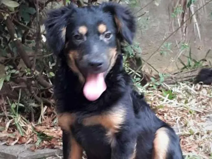 Cachorro ra a srd idade 1 ano nome Zeca