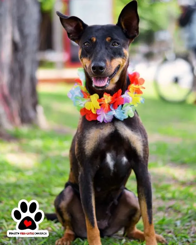 Cachorro ra a SRD idade 1 ano nome Shitara