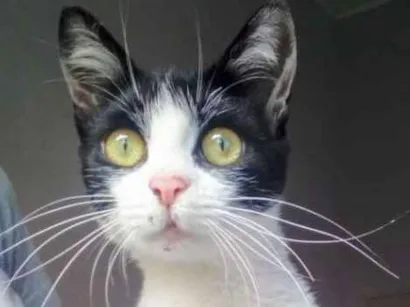 Gato raça Não definitiva idade 2 a 6 meses nome Fifi 