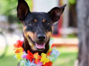 Cachorro raça SRD idade 1 ano nome Shitara