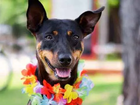 Cachorro ra a SRD idade 1 ano nome Shitara