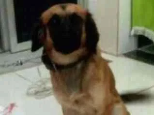 Cachorro ra a Srd idade 1 ano nome Thor