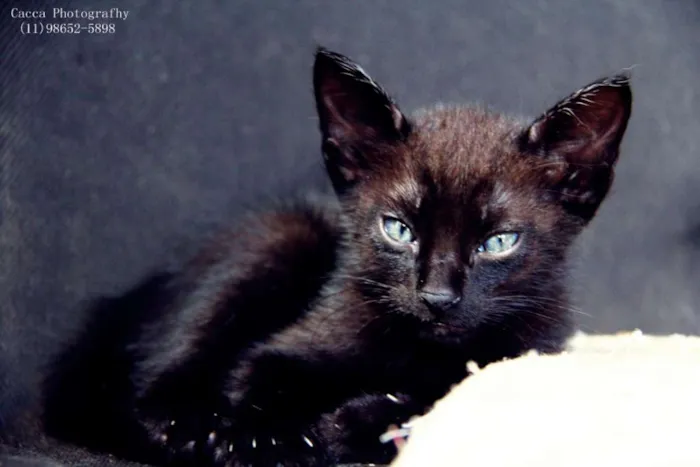 Gato raça  idade Abaixo de 2 meses nome gordinha