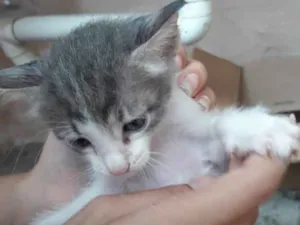 Gato raça  idade 2 a 6 meses nome Lana