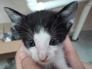 Gato raça  idade 2 a 6 meses nome Tony