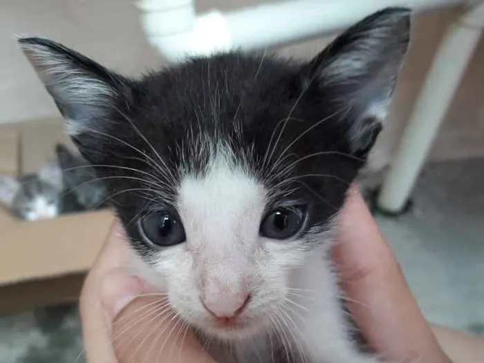 Gato ra a  idade 2 a 6 meses nome Tony