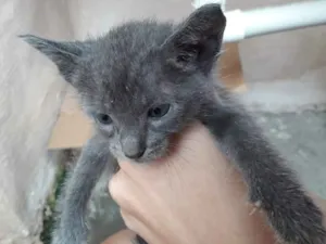 Gato raça  idade 2 a 6 meses nome Toby