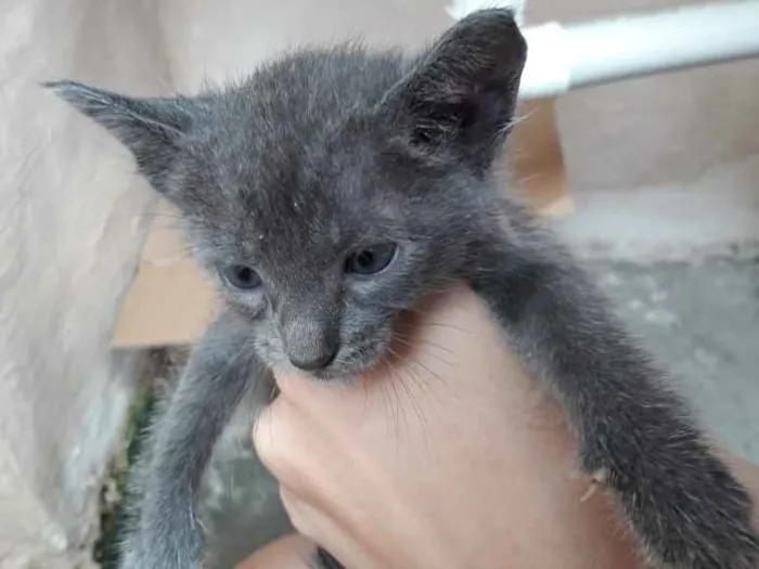 Gato ra a  idade 2 a 6 meses nome Toby