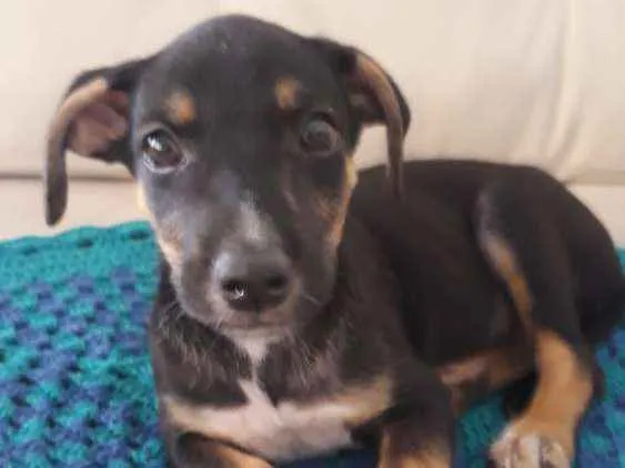 Cachorro ra a Srd idade 2 a 6 meses nome Filhote