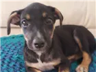 Cachorro raça Srd idade 2 a 6 meses nome Filhote
