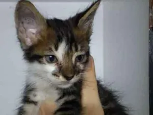 Gato raça Srd idade 2 a 6 meses nome Lindinho