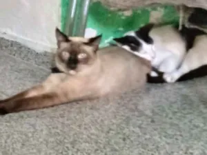 Gato raça 2 siameses e 1 branco e preto. idade 2 anos nome Luvinha,Kurinho,Pan.
