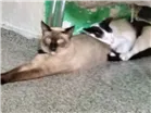 Gato raça 2 siameses e 1 branco e preto. idade 2 anos nome Luvinha,Kurinho,Pan.