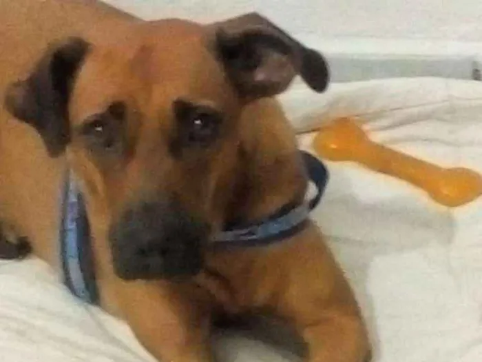 Cachorro ra a Sem raça definida idade 2 anos nome Doritos