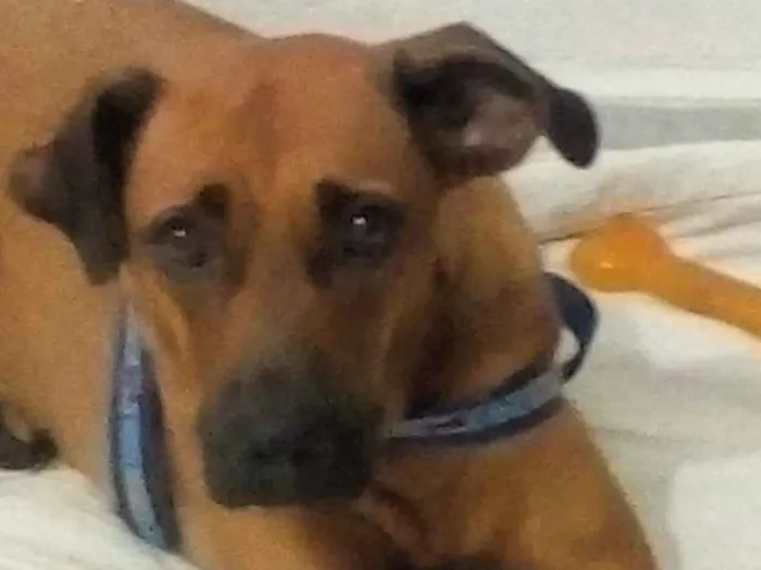 Cachorro ra a Sem raça definida idade 2 anos nome Doritos